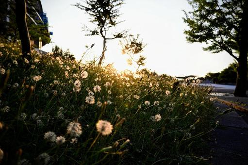 夕日に輝く、タンポポの綿毛 タンポポ,綿毛,夕日の写真素材