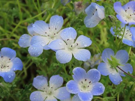 Nemophila, JPG