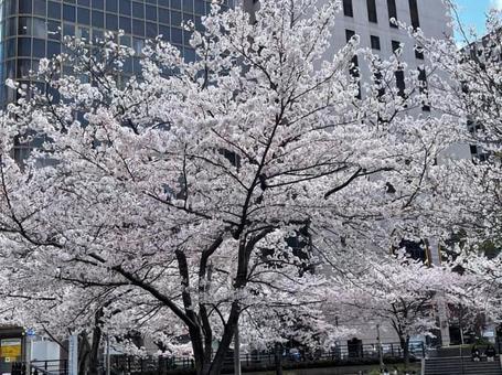桜さくらサクラ 桜さくらサクラの写真