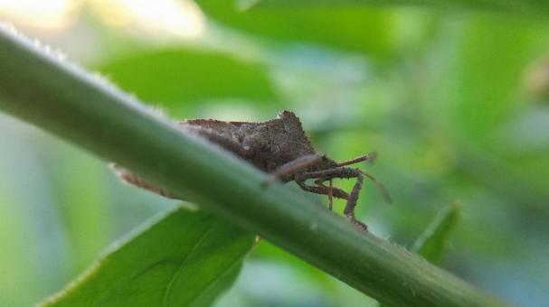 Photo, oyster bug, pest, eggplant (solanum melongena), 