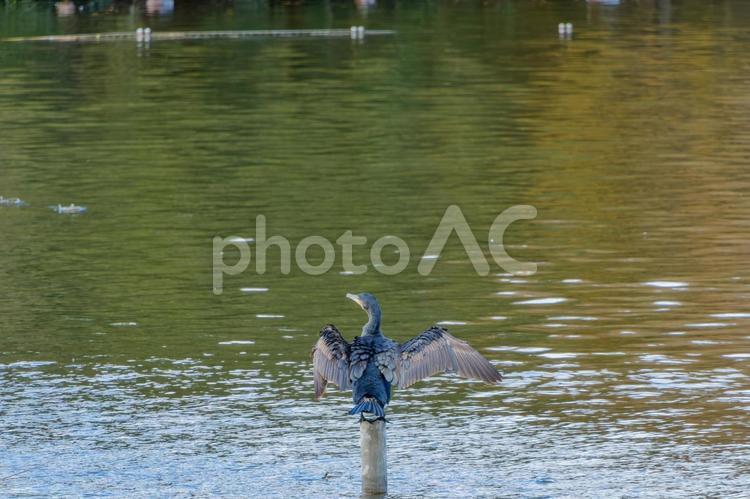 羽を広げるカワウ カワウ,水鳥,羽の写真素材
