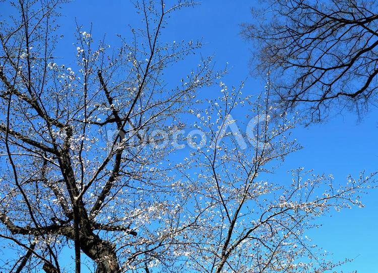 コブシの白い花と青空 コブシ,こぶし,花の写真素材