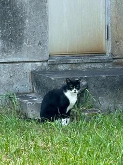 ねこ のらねこ ねこ のらねこの写真