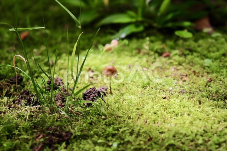 きのこ　キノコ　木の子　苔 きのこ,茸,苔の写真素材