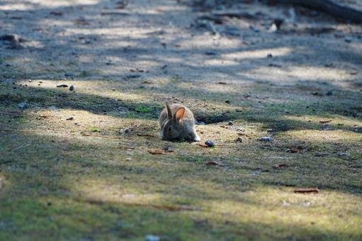 大久野島 野ウサギ694 大久野島 野ウサギ694の写真