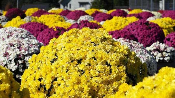 秋の厚木市飯山・花畑の黄色の菊・神奈川県 秋の厚木市飯山・花畑の黄色の菊・神奈川県 秋,黄色,菊の写真素材