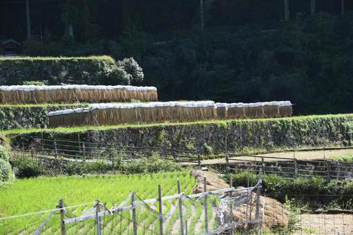 稲刈りを終えた奥三河四谷の千枚田の風景 稲刈りを終えた奥三河四谷の千枚田の風景 棚田,稲刈り,田んぼの写真素材