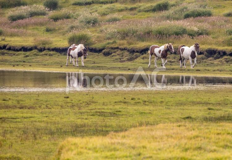 熊本阿蘇草千里を散策する馬たち 初秋,9月,紅葉の写真素材