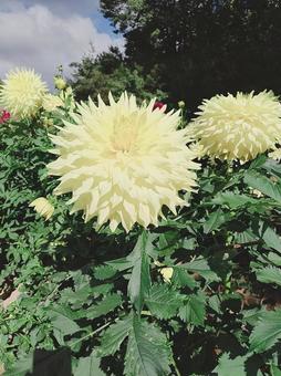 世羅高原の白いダリア ダリア,花,植物の写真素材