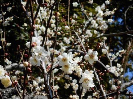 白梅アップ02 白梅アップ02の写真