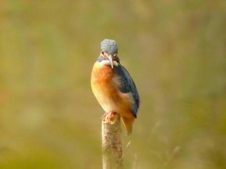 A kingfisher looking at us from a branch in the pond, JPG A kingfisher looking at us from a branch in the pond, JPG
