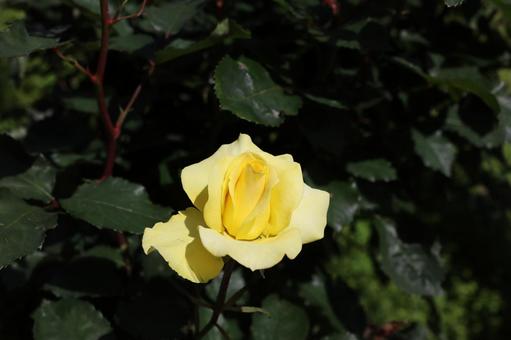 バラ園にて黄色い薔薇を撮影しました 花,薔薇,自然の写真素材