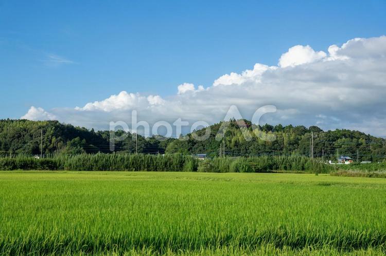田園風景 田園風景,田舎,晴天の写真素材