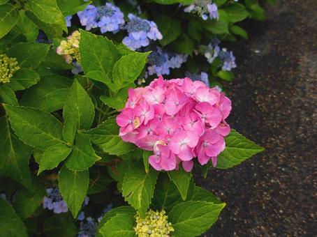 紫陽花 紫陽花 紫陽花,あじさい,6月の写真素材