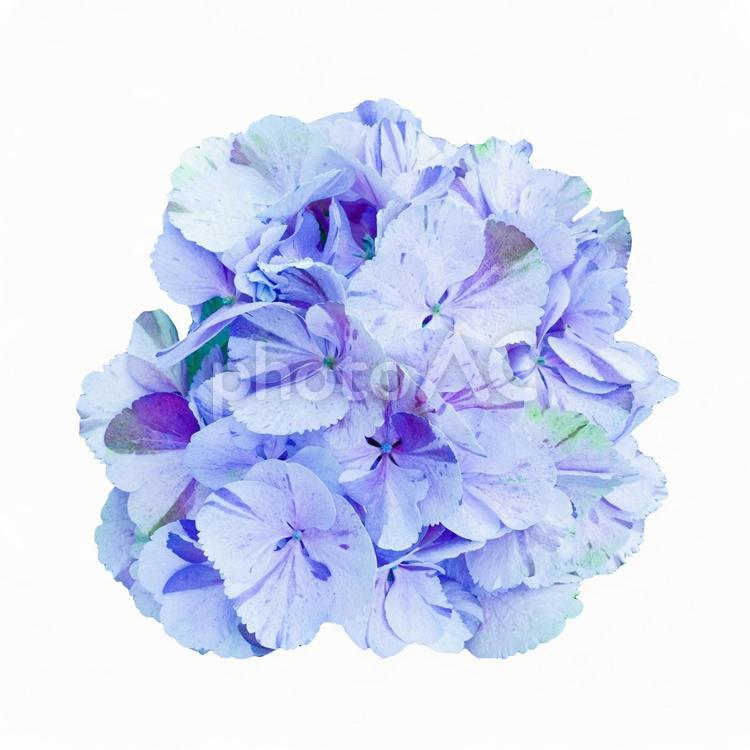 あじさい　切り抜き素材PSD あじさい,アジサイ,紫陽花の写真素材