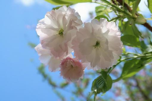 普賢象桜 サクラ 春の花 ピンクの花 普賢象桜 サクラ 春の花 ピンクの花 普賢象桜,サクラ,春の花の写真素材