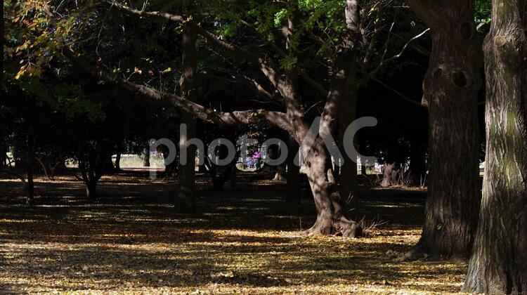 公園の風景 代々木公園,公園,森林の写真素材
