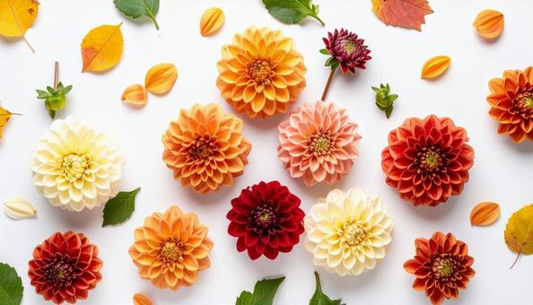 秋の花 ダリア 秋の花 ダリアの写真