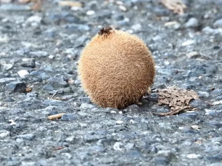 道路に落ちた木の実 植物,実,川辺の写真素材