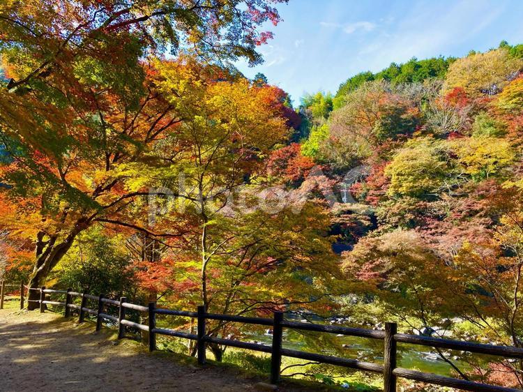 香嵐渓　紅葉　秋　もみじ　モミジ　川　遊歩道 香嵐渓,紅葉,秋の写真素材