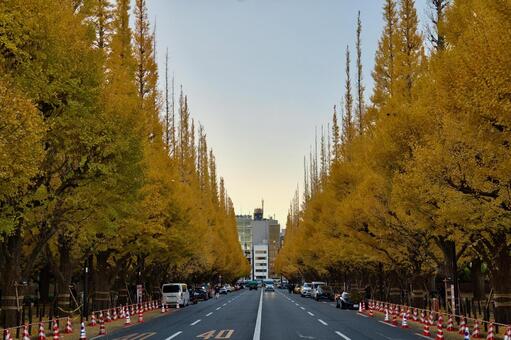 東京, 明治神宮外苑のいちょう並木 いちょう並木,明治神宮外苑,紅葉の写真素材