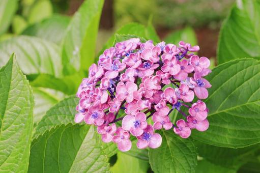 紫陽花 紫陽花 紫陽花,花,ピンクの写真素材