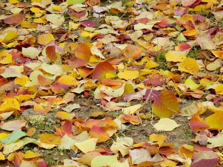 【風景写真】晩秋の風景 落ち葉,植物,季節の写真素材