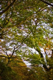 秋の森を見上げて 自然,風景,森の写真素材