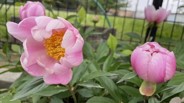 ガーデニングの花の写真