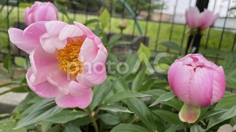 ガーデニングの花 花,植物,可憐の写真素材