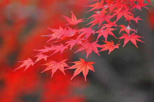 Autumn colors, JPG Autumn colors, autumn leaves, yellow leaves, red, JPG