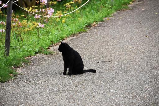 野良猫 猫,野良猫,屋外の写真素材