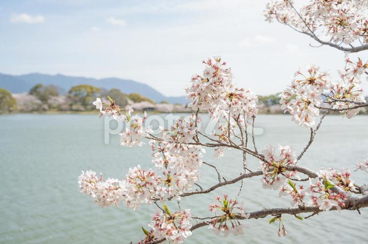 桜の風景 春,立春,満開の写真素材