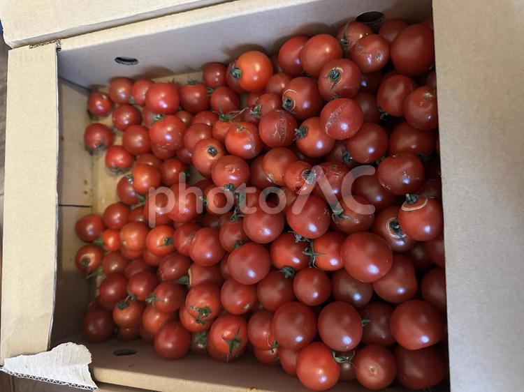 トマト トマト,野菜,植物の写真素材