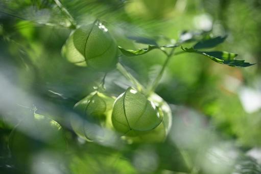 フウセンカズラの写真