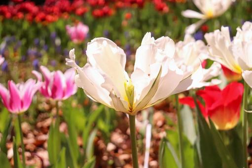 Tulip Spring White Pure White Red Petals Beautiful Cute Beautiful Full Bloom Garden Relax Pink, JPG