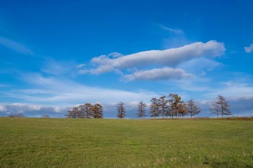 大きな雲の下、丘に連なるカラマツ林 丘,並木,白い雲の写真素材