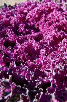 ハボタン 葉牡丹,正月飾り,冬の写真素材