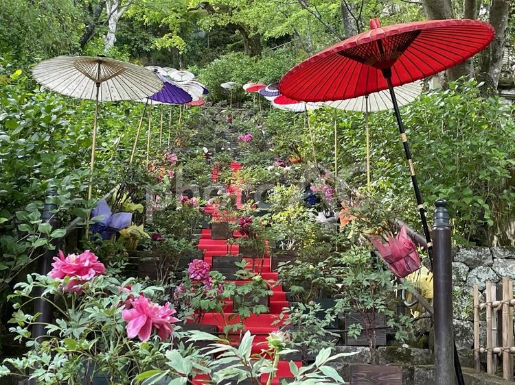 奈良　長谷寺　ぼたん回廊 ぼたん回廊,石段,毛氈の写真素材