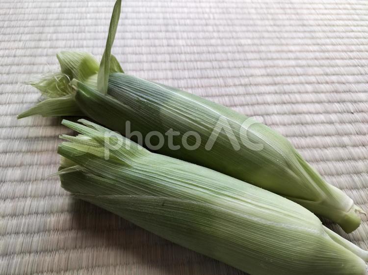 とうもろこし　2本 野菜,食材,夏野菜の写真素材