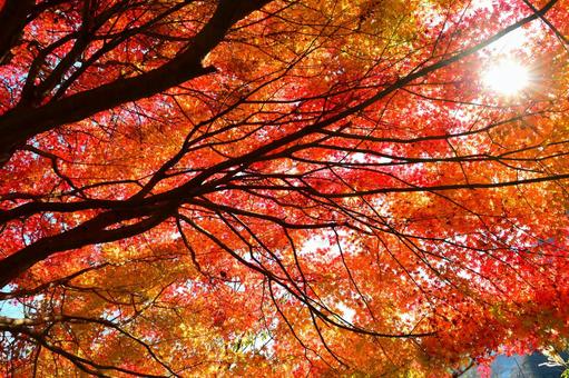 紅葉① 風景,紅葉,木漏れ日の写真素材