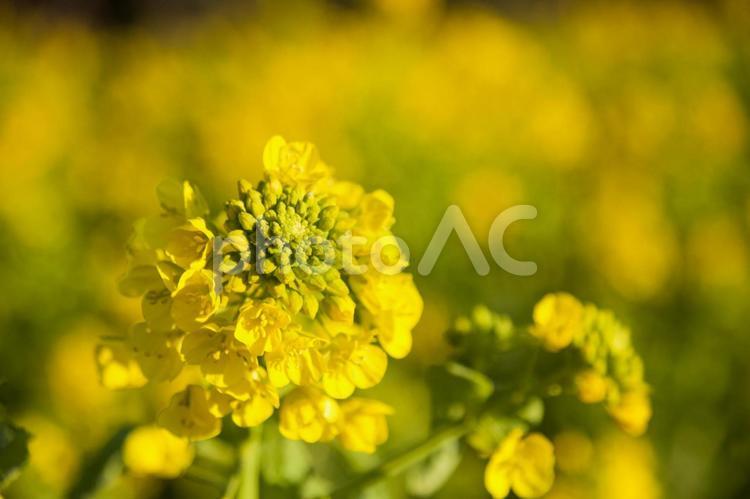 菜の花まつり52（田原市堀切町） 菜の花,菜の花まつり,田原市の写真素材