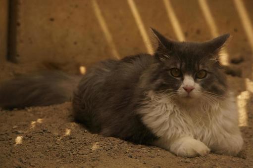 野良猫 野良猫の写真