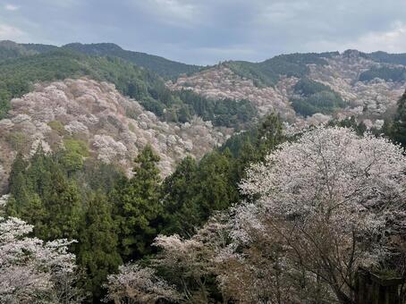 吉野山 吉野山,桜,春の写真素材