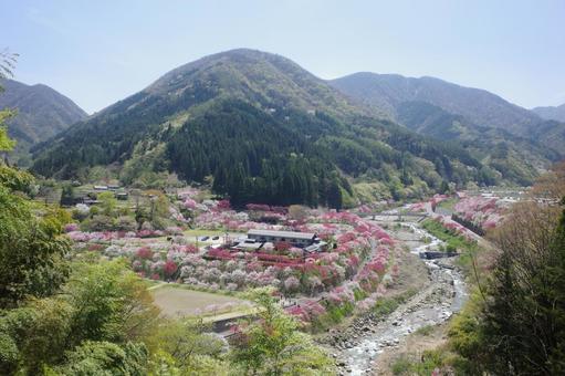 花桃の道 花桃の道 山,花桃,桜の写真素材