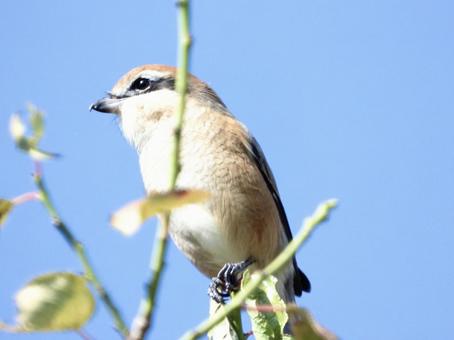 枝の先端につかまるモズの写真