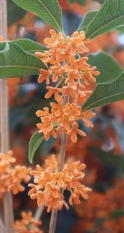 秋の香り 金木犀,花,flowerの写真素材