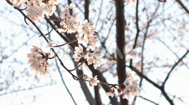 春の空に咲く桜　戸田川緑地 さくら,桜,櫻の写真素材