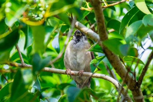 枝にとまるスズメ 枝にとまるスズメ スズメ,雀,鳥の写真素材