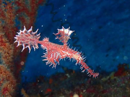 ニシキフウライウオの写真